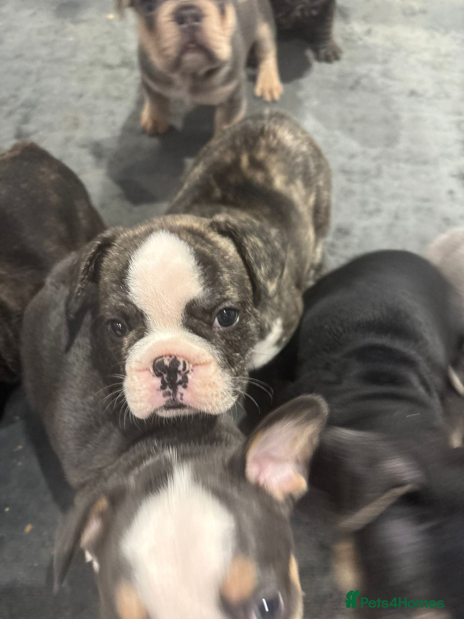 French Bulldog dogs Beautiful litter of French Bulldog Puppies - Advert 1