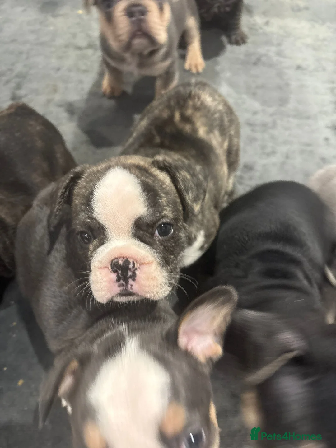 French Bulldog dogs for sale: Beautiful litter of French Bulldog Puppies in Southsea - Advert 1