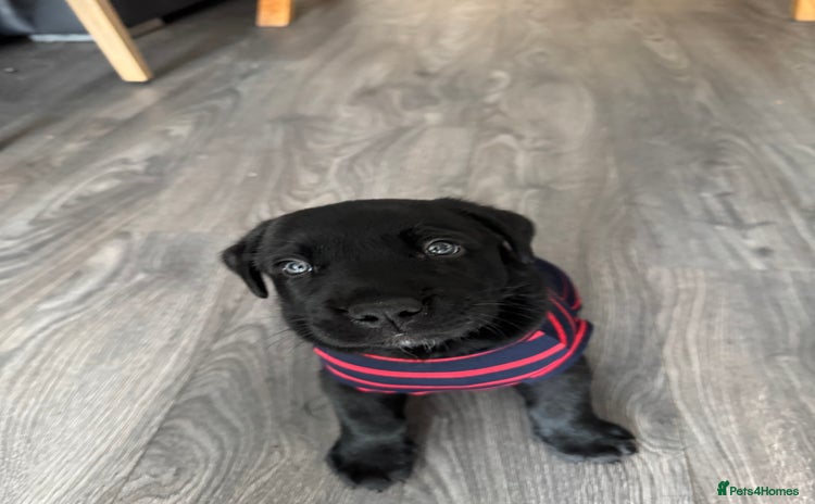 Mixed Breed dogs for sale - Advert 1