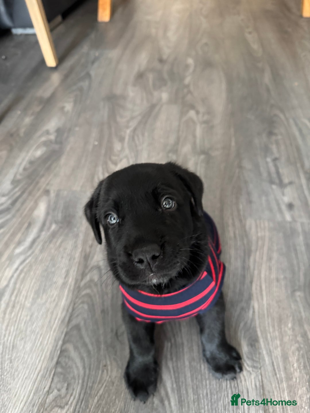 Mixed Breed dogs for sale: Labrador/German Shepherd  - Image 1