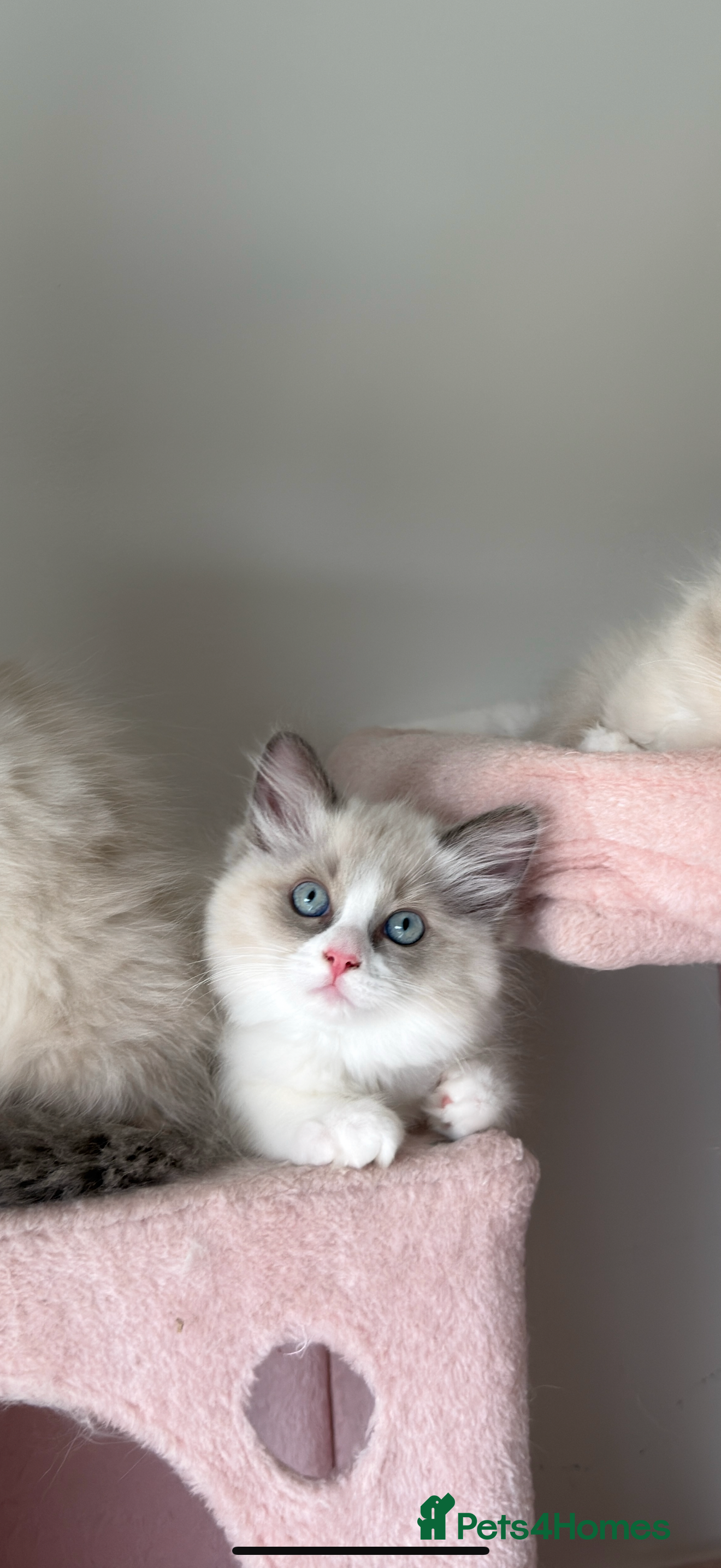 Ragdoll cats Pure bred European Ragdolls  - Advert 2