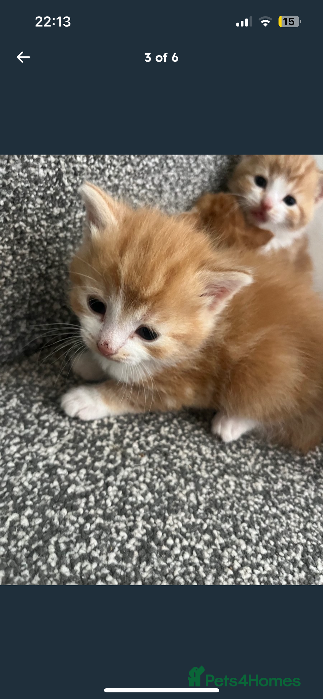 British Shorthair cats for sale: 2x ginger kittens for sale - Image 1