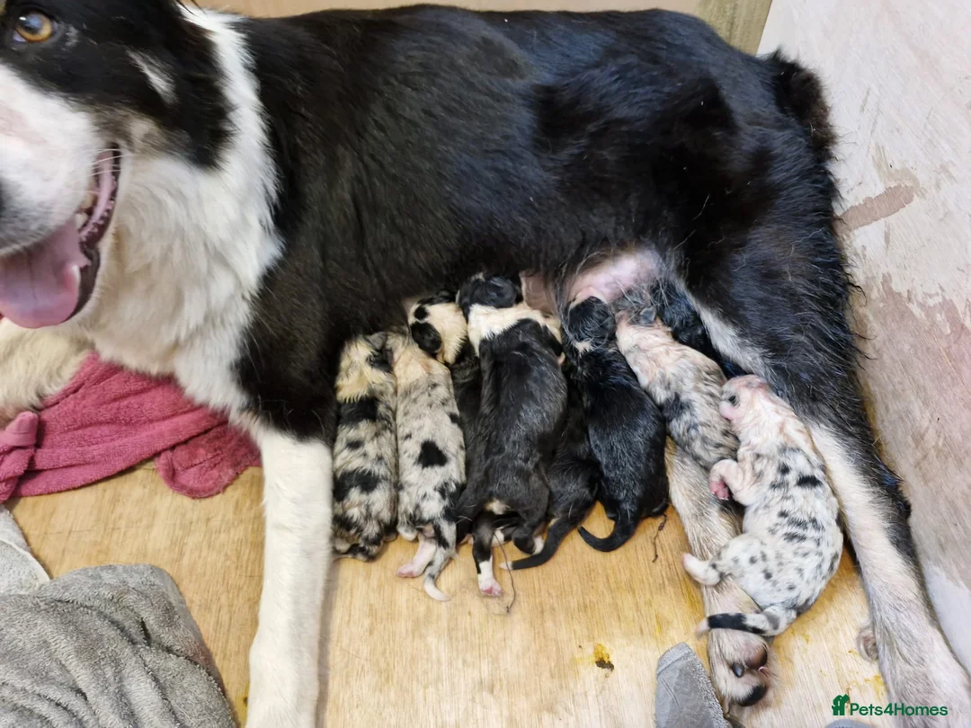 Border Collie dogs for stud: (provide) tr blue Merle border collie  in Otley - Advert 10