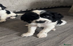 Sprocker dogs for sale: Beautiful Sprocker puppies for sale - Image 17