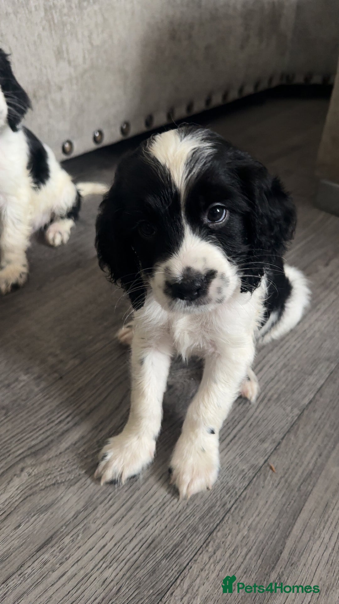 Sprocker dogs for sale: Beautiful Sprocker puppies for sale - Image 17