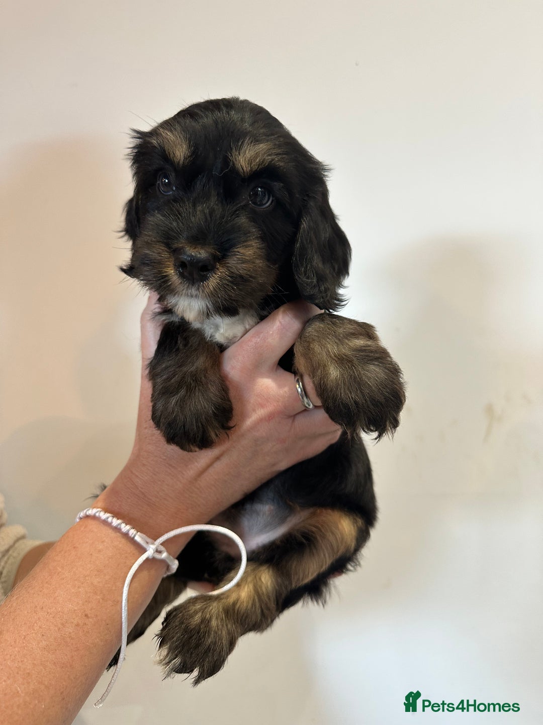 Cockapoo dogs for sale: Cockapoo Puppies for sale - Image 6