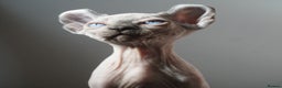 Sphynx cats for stud: Blue with white Elf for stud duty in Oldham - Advert 8