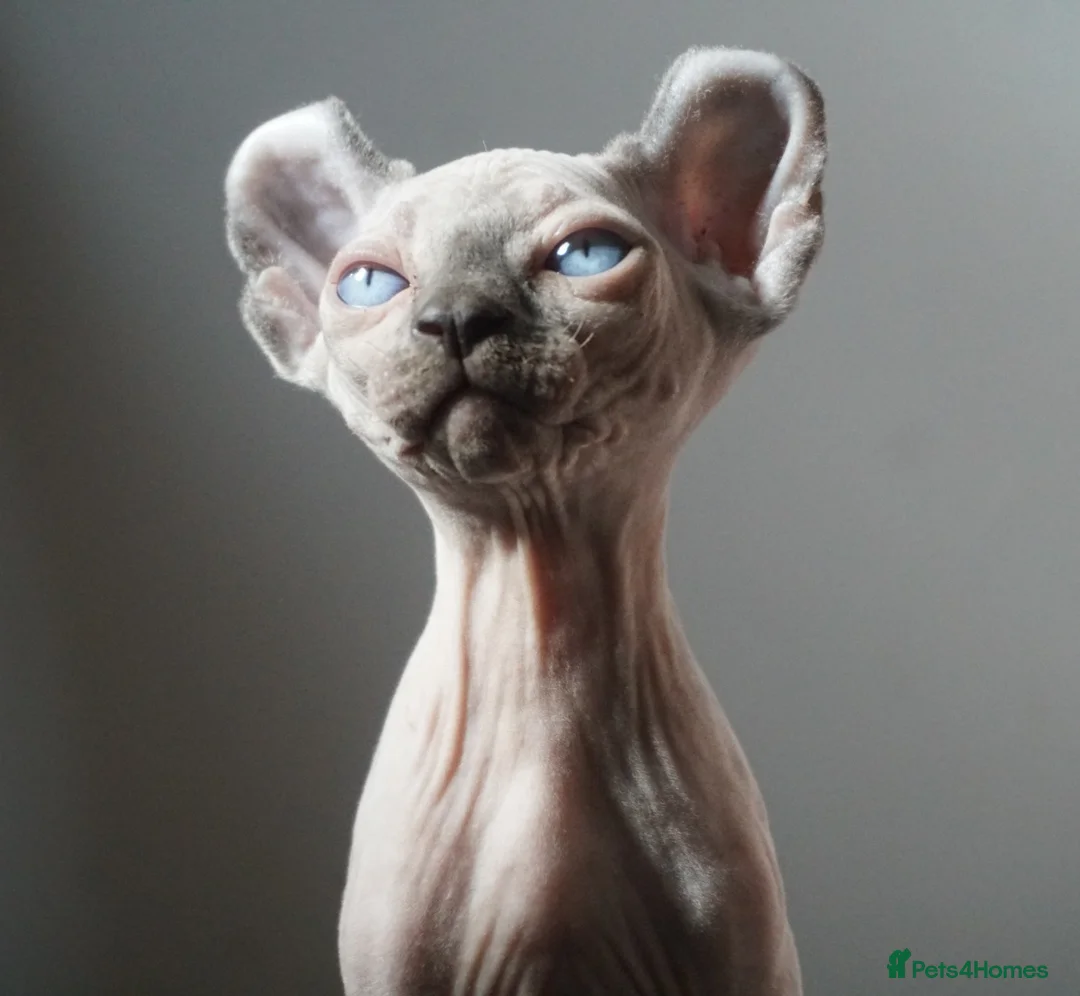 Sphynx cats for stud: Blue with white Elf for stud duty in Oldham - Advert 8