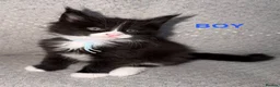Maine Coon cats for sale: 🐾BEAUTIFUL MAINECOON KITTENS😻 3 BOYS & 2 GIRLS🐾 - Advert 38