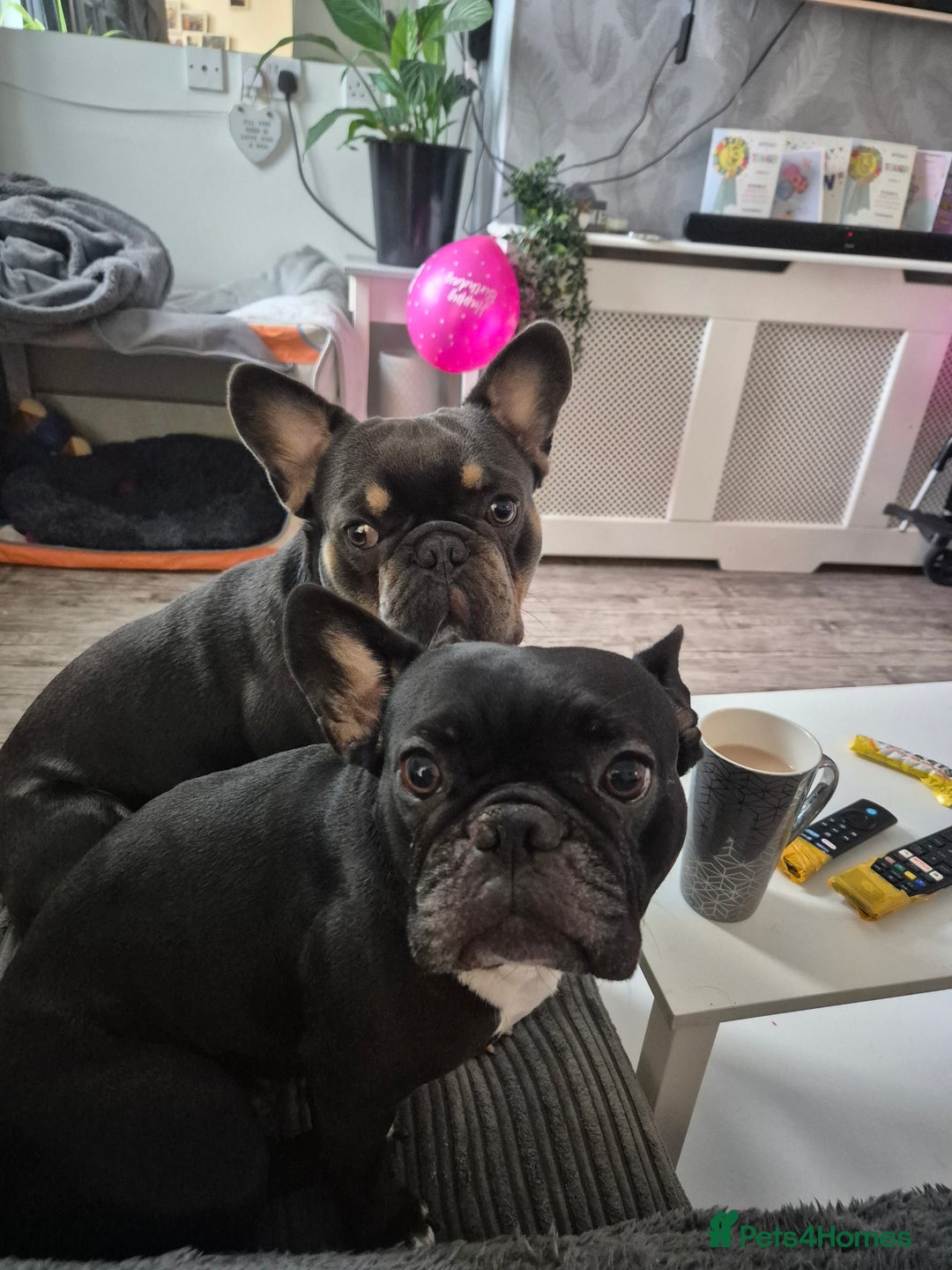 French Bulldog dogs for sale: Blue pied frenchbulldog puppies - Advert 5