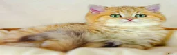 British Shorthair cats for sale: Meet Our Sweet British Shorthair Kittens in Nottingham - Advert 6