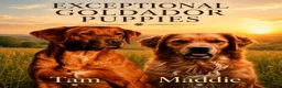 Goldador dogs for sale: Stunning Goldador pups  - Advert 1