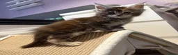 Maine Coon cats for sale: 7 beautiful Maine coon full breed kittens  - Advert 9