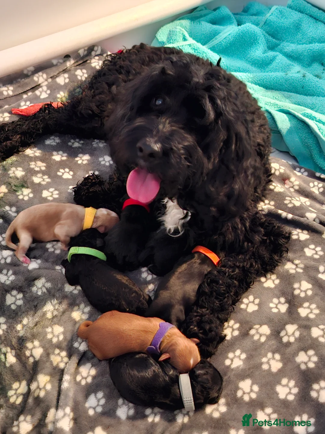 Cockapoo dogs for sale: Beautiful cockapoo puppies  - Advert 11