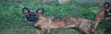 Belgian Shepherd Dog 2