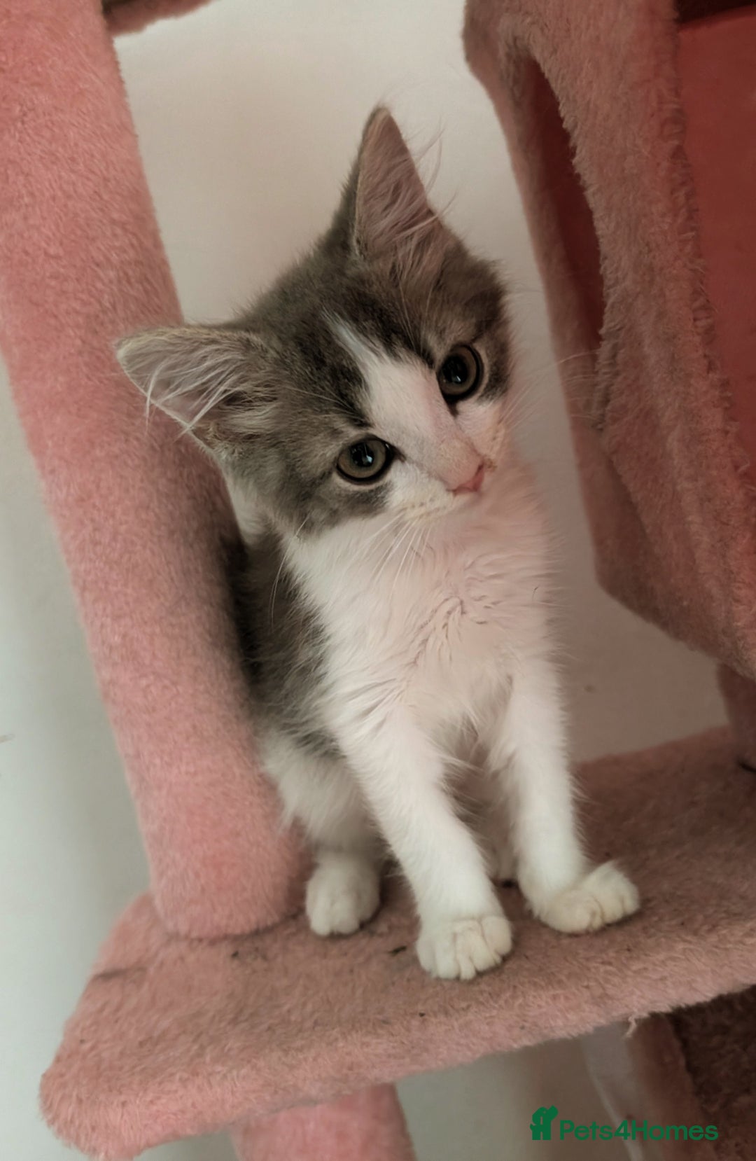 British Longhair cats for sale: 2 male gray and white kittens 14weeks - Image 9