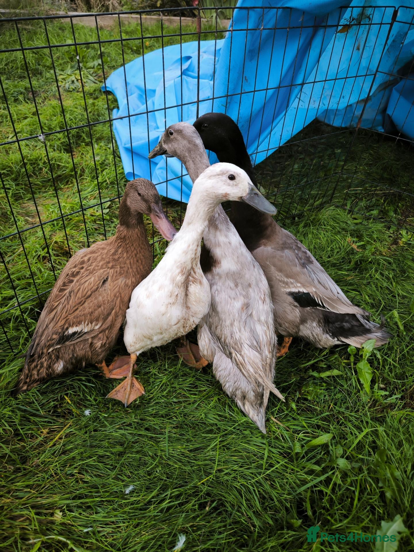Ducks poultry for sale: Indian Runner X Khaki Campbell  - Advert 1