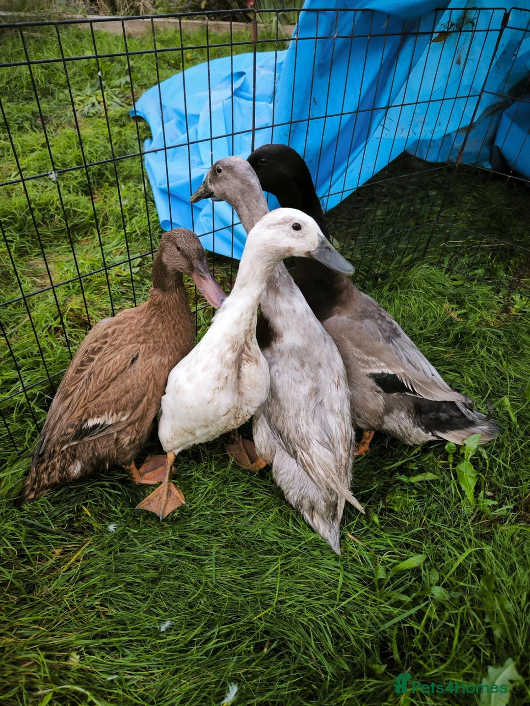 Ducks poultry for sale: Indian Runner X Khaki Campbell  - Advert 1