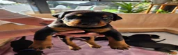 Dobermann dogs for sale: KC registered Dobermann puppies - Advert 24