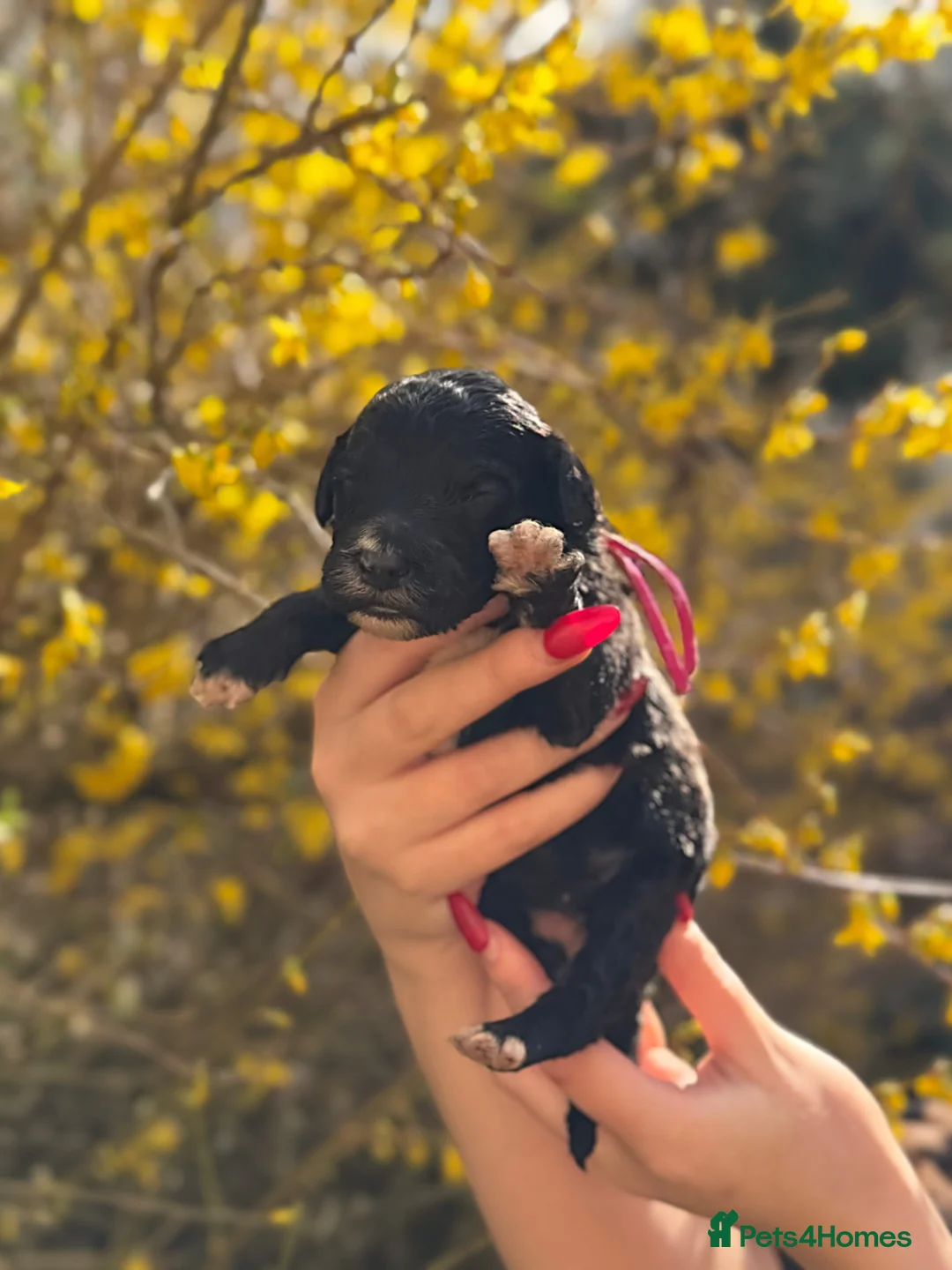 Sheepadoodle dogs for sale: F1 Sheepadoodle Puppies🤍 - Advert 20