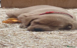Labrador Retriever dogs for sale: Gorgeous red and golden Labrador puppies  - Image 11