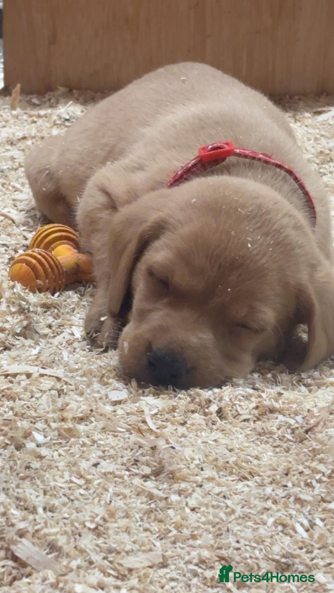 Labrador Retriever dogs for sale: Gorgeous red and golden Labrador puppies  - Image 11