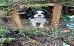 Cavalier King Charles Spaniel dogs for sale: Beau boy - Image 1