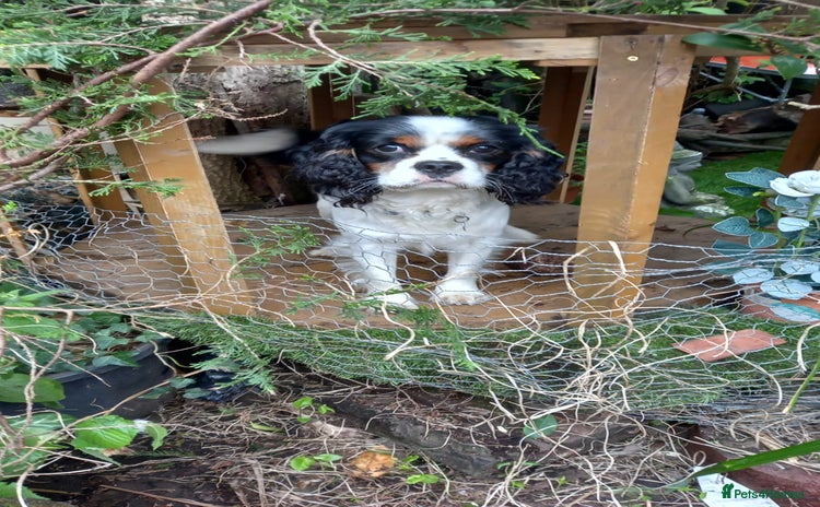 Cavalier King Charles Spaniel dogs - Advert 15