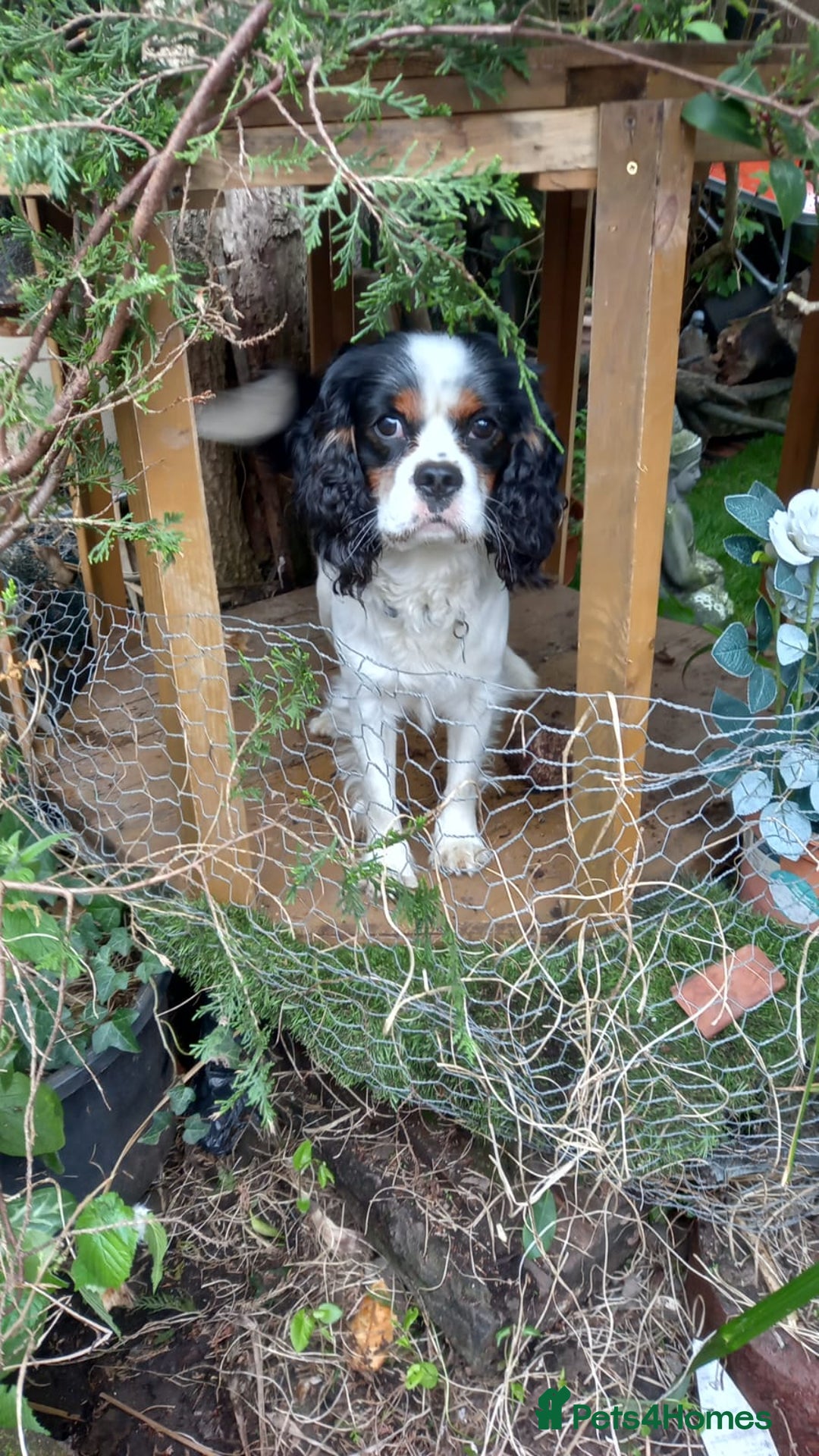 Cavalier King Charles Spaniel dogs for sale: Beau boy - Image 1