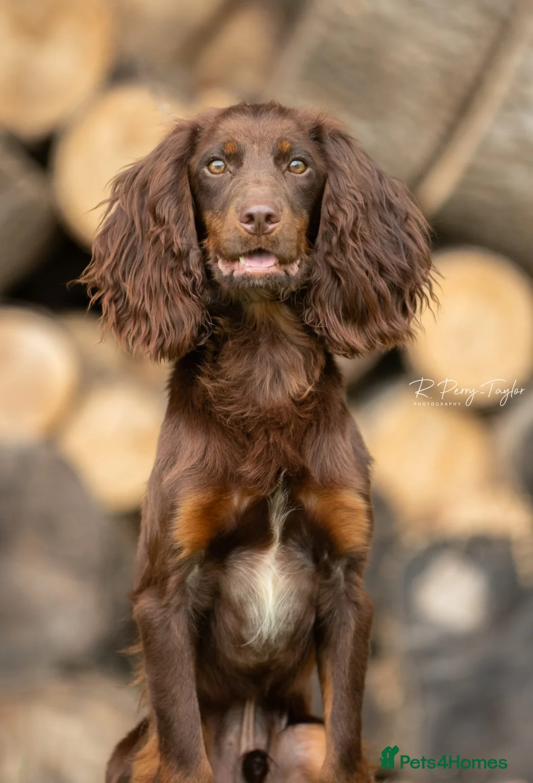 Cocker Spaniel dogs for stud: Kc registered proven stud  in Bristol - Advert 4