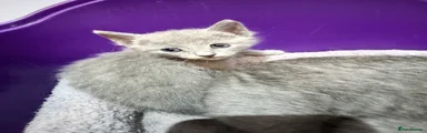 Russian Blue 1
