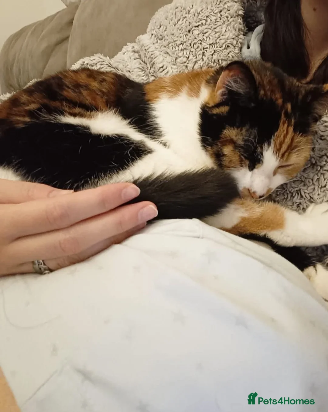 Domestic Shorthair cats for sale: Loving female cat needing a home - Advert 2