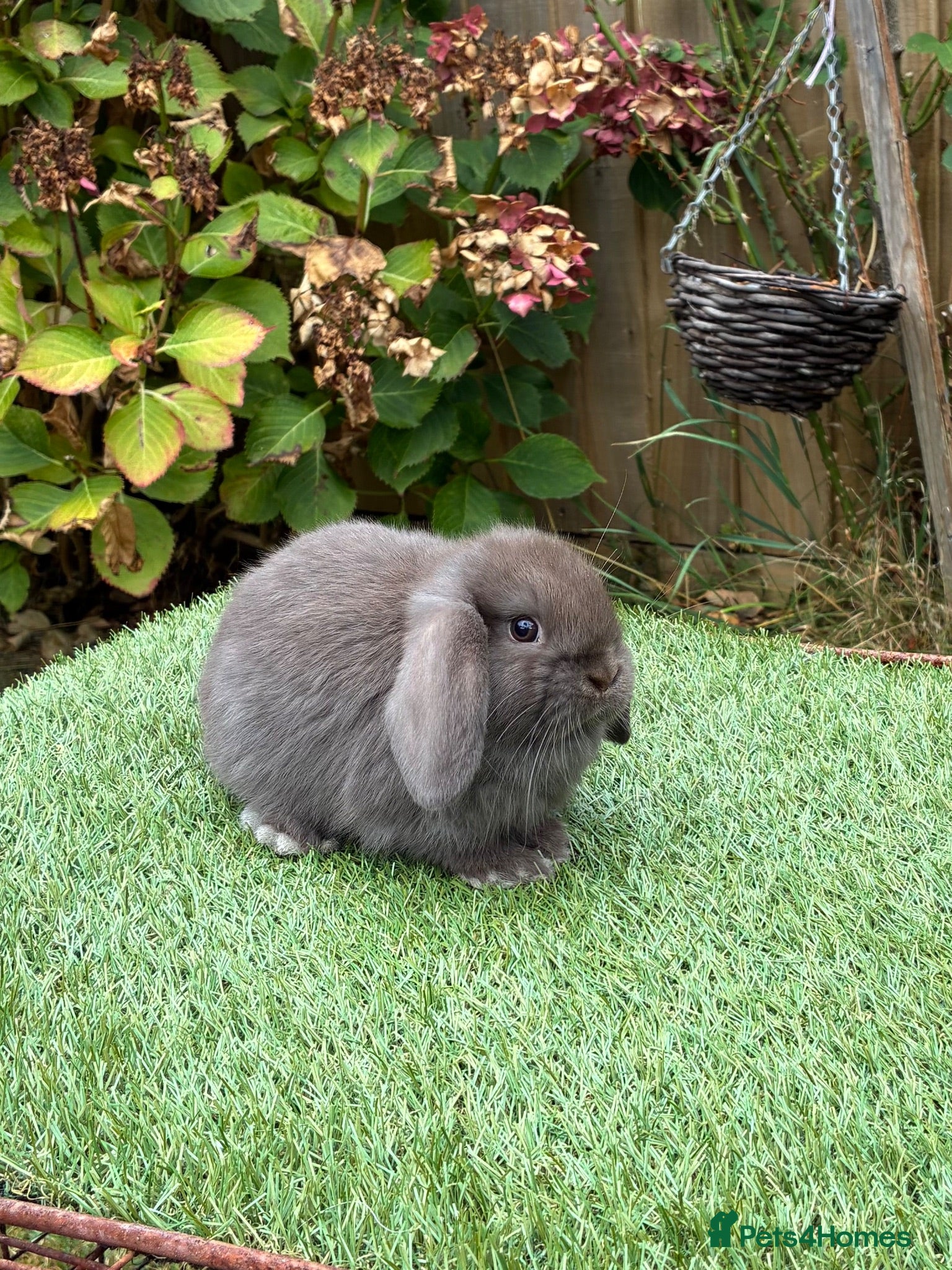 Mini Lop rabbits Pure bred mini lops 1 chocolate boy available. - Advert 2