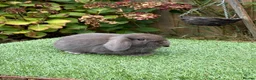 Mini Lop rabbits for sale: Pure bred mini lops .  - Advert 4