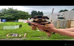 Australian Kelpie dogs for sale: Kelpie pups - Image 7