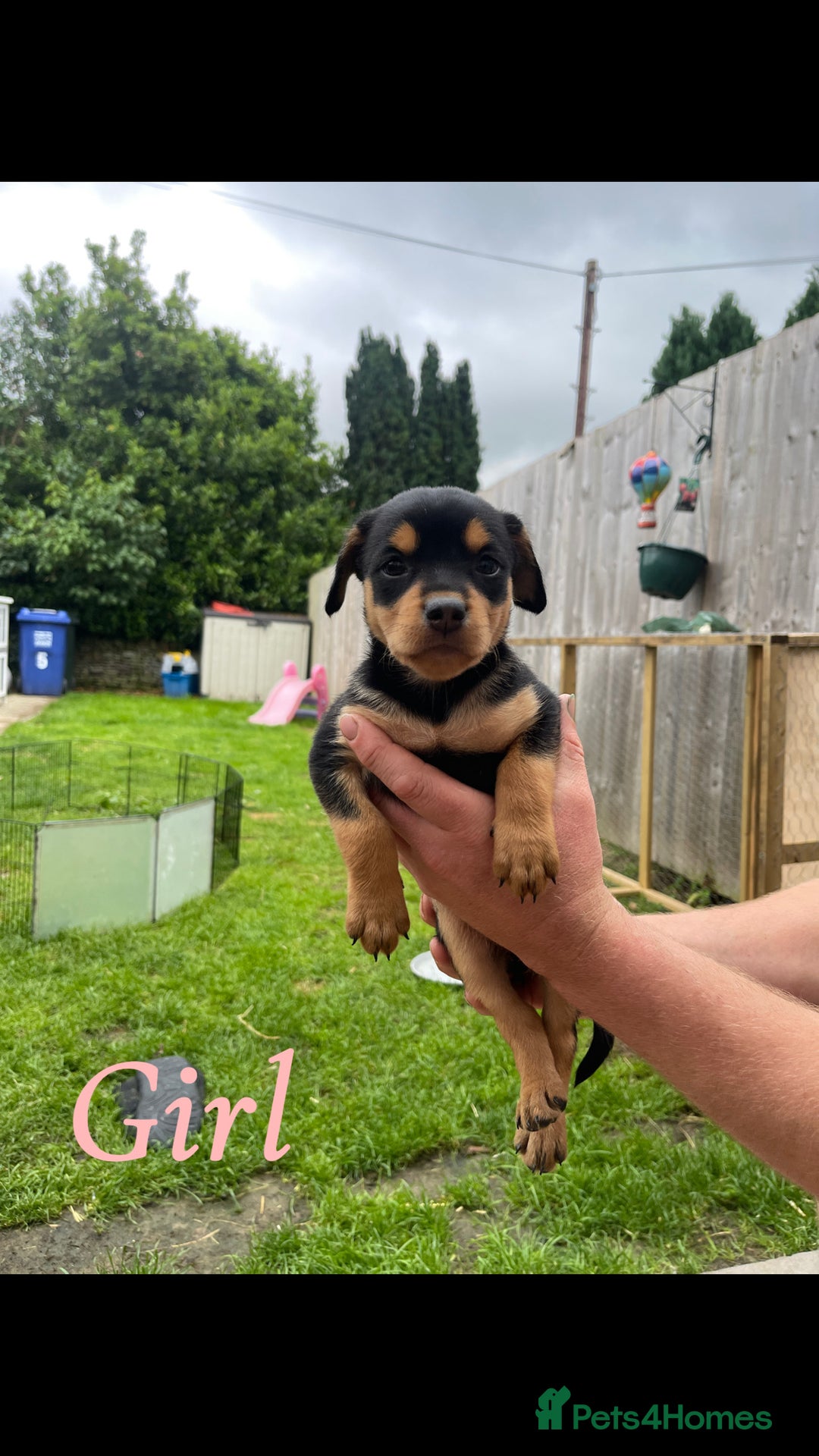 Australian Kelpie dogs for sale: Kelpie pups - Image 7