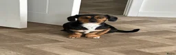 Mixed Breed dogs for sale: Pomeranian cross dachshund/border  - Advert 3