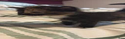 Asian cats for sale: Beautiful kittens  - Advert 9