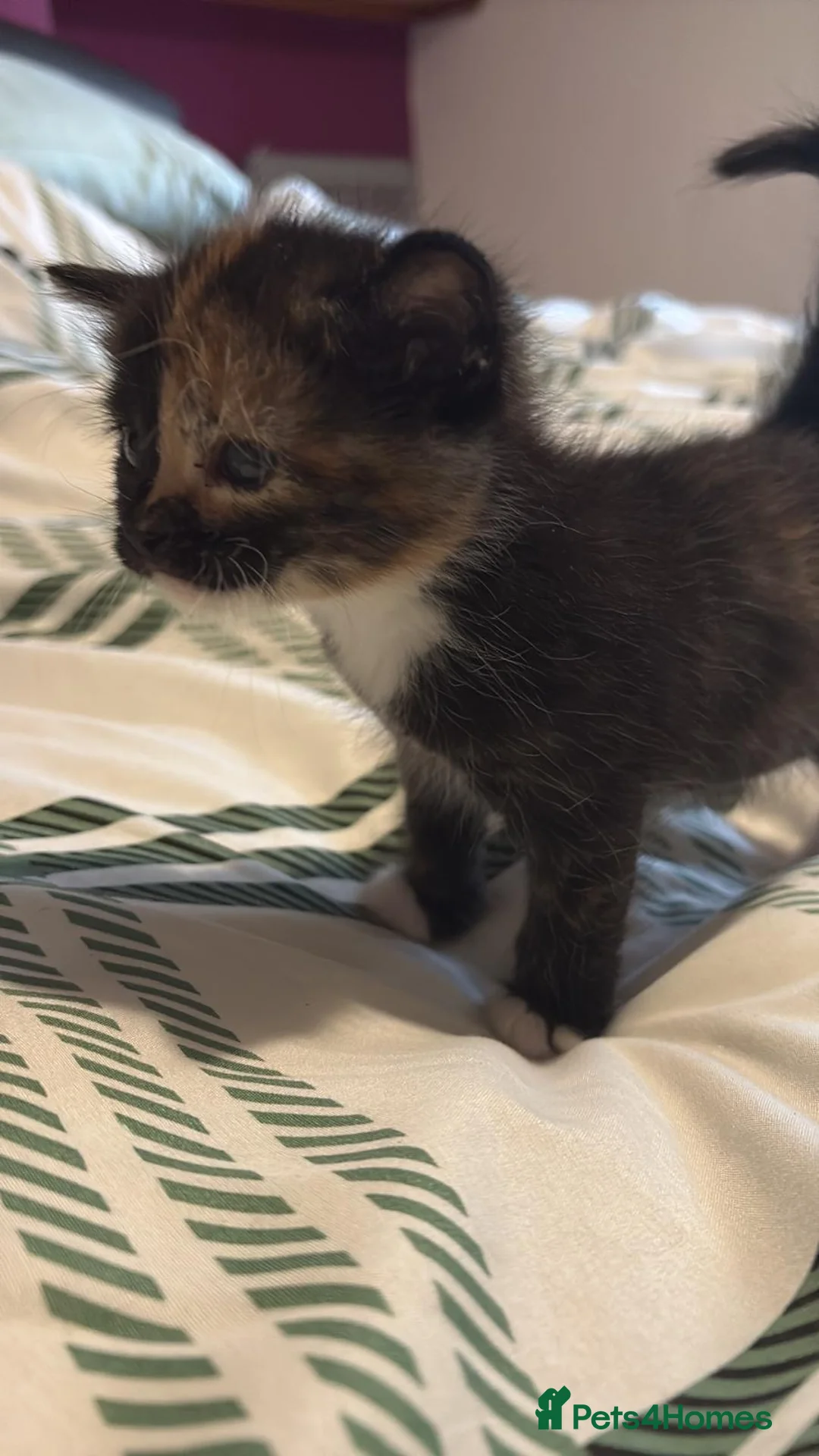 Asian cats for sale: Beautiful kittens  - Advert 9