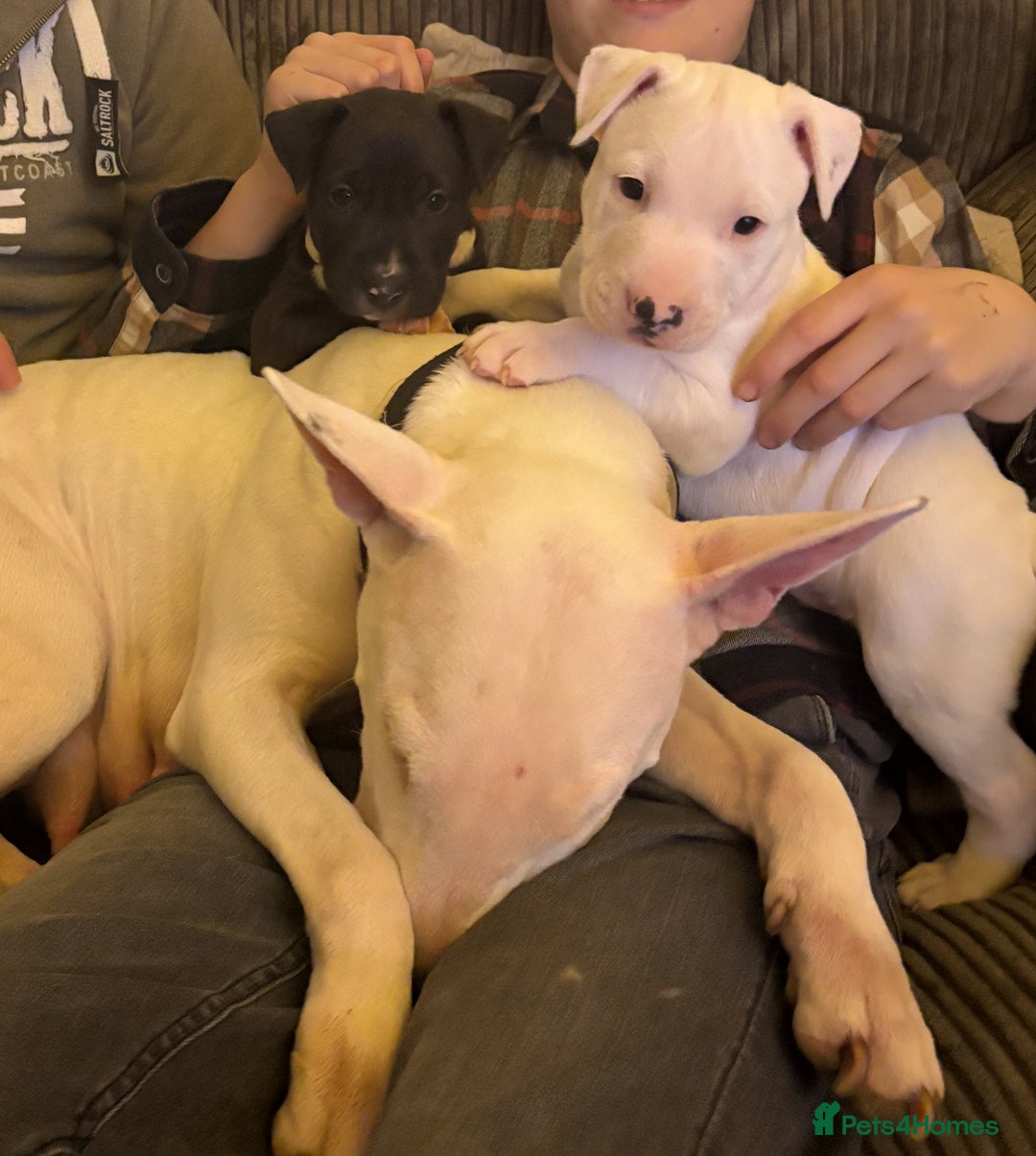 Mixed Breed dogs for sale: Black and white english bull terrier cross - Advert 7