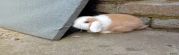 Mini Lop rabbits for sale: Beautiful mini lops available  - Advert 3