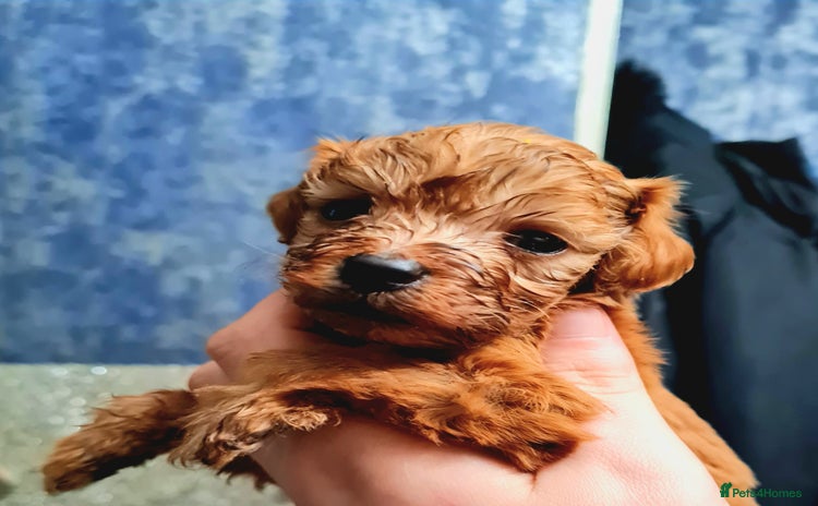 Cockapoo dogs - Advert 8