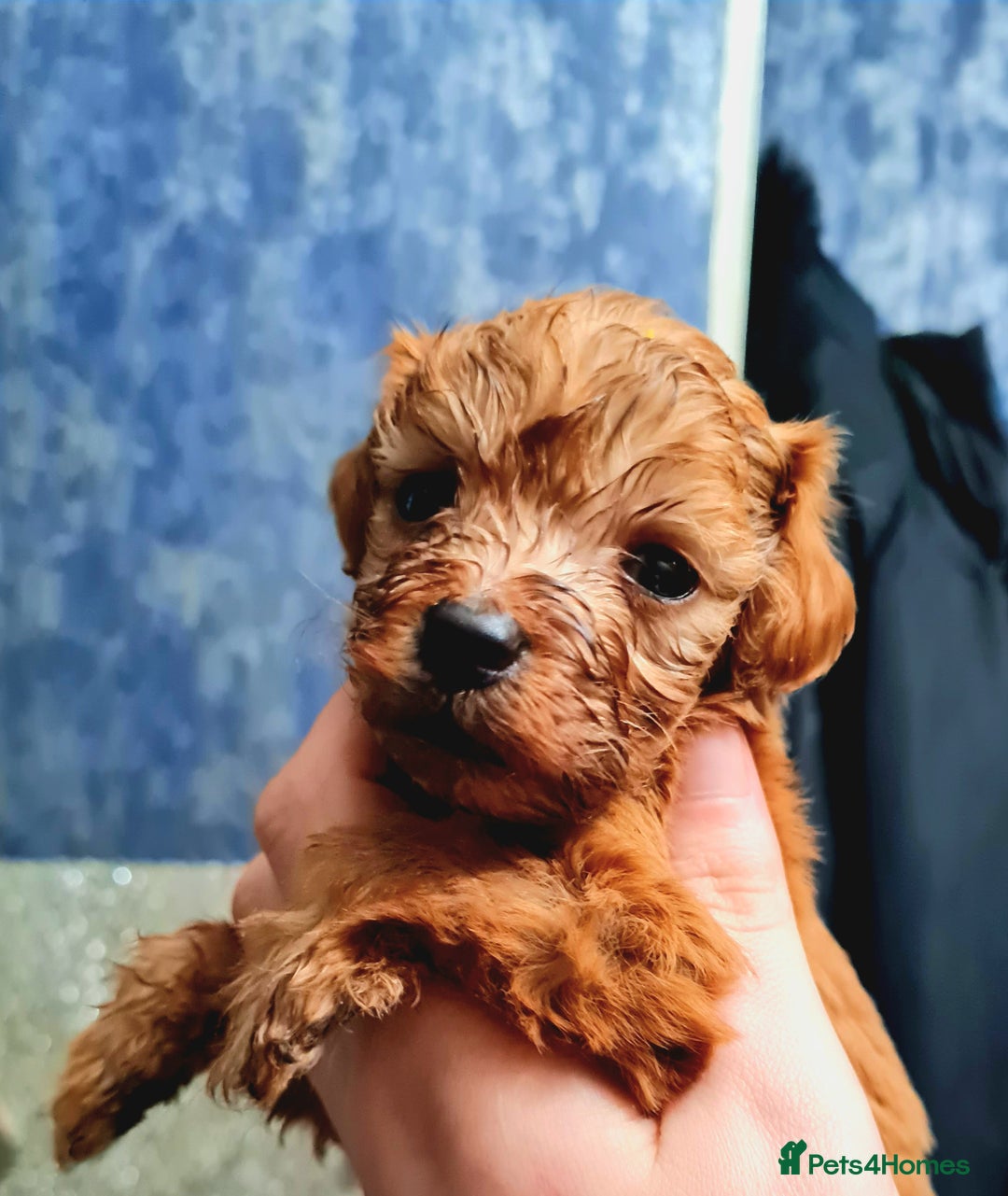 Cockapoo dogs for sale: 🐶🐾PLEASE READ THE FULL ADVERT🐾🐶 - Image 2