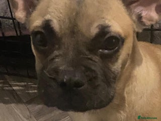 French Bulldog dogs - Advert 18