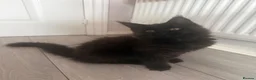 Maine Coon cats for sale: Beautiful Maine Coon Kittens  - Advert 7