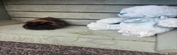 Guinea Pig rodents for sale: Please help rehome these boys - Advert 9
