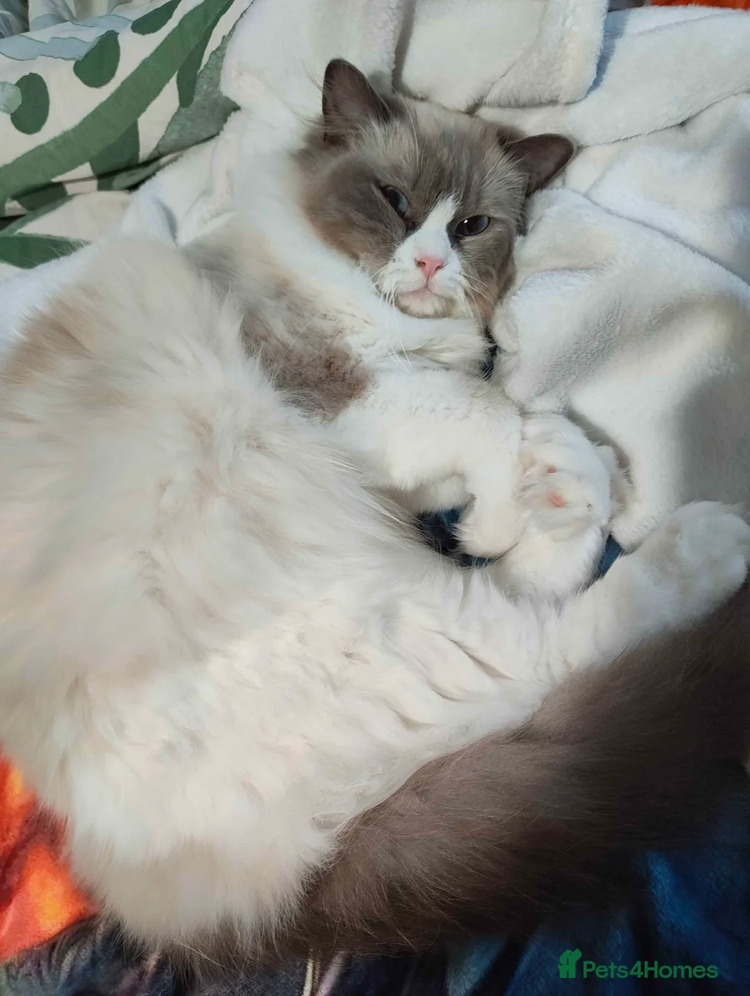 Ragdoll cats for sale: Female Bicoloured Ragdoll looking for forever home - Advert 6