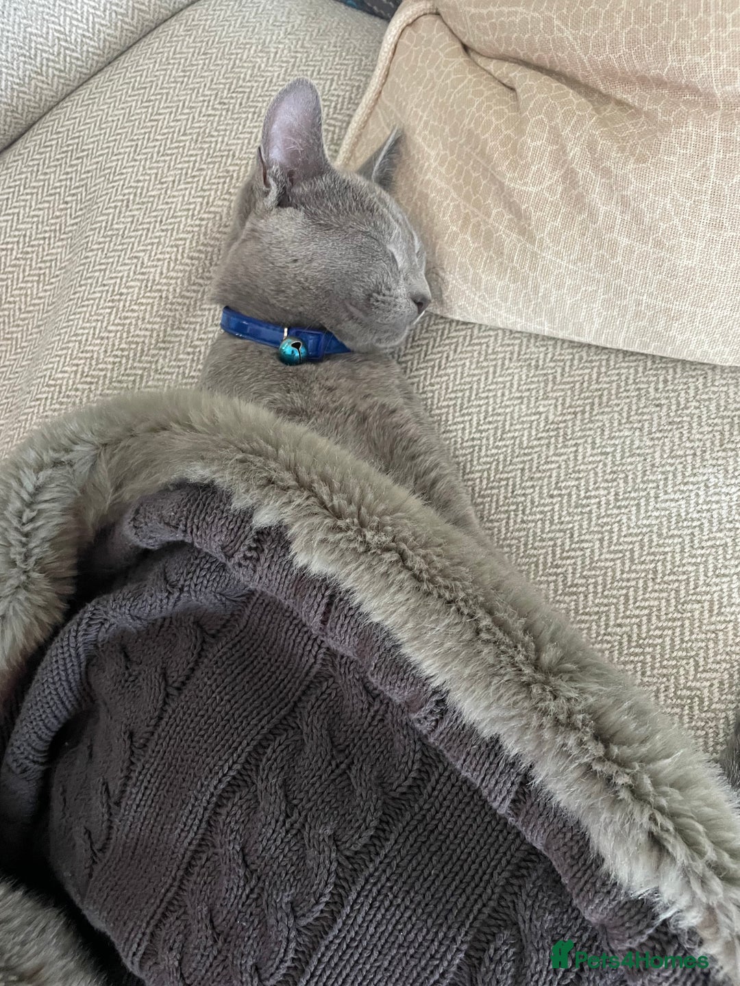 Russian Blue cats for sale: Rehoming: 18 month old Russian Blue - Image 6