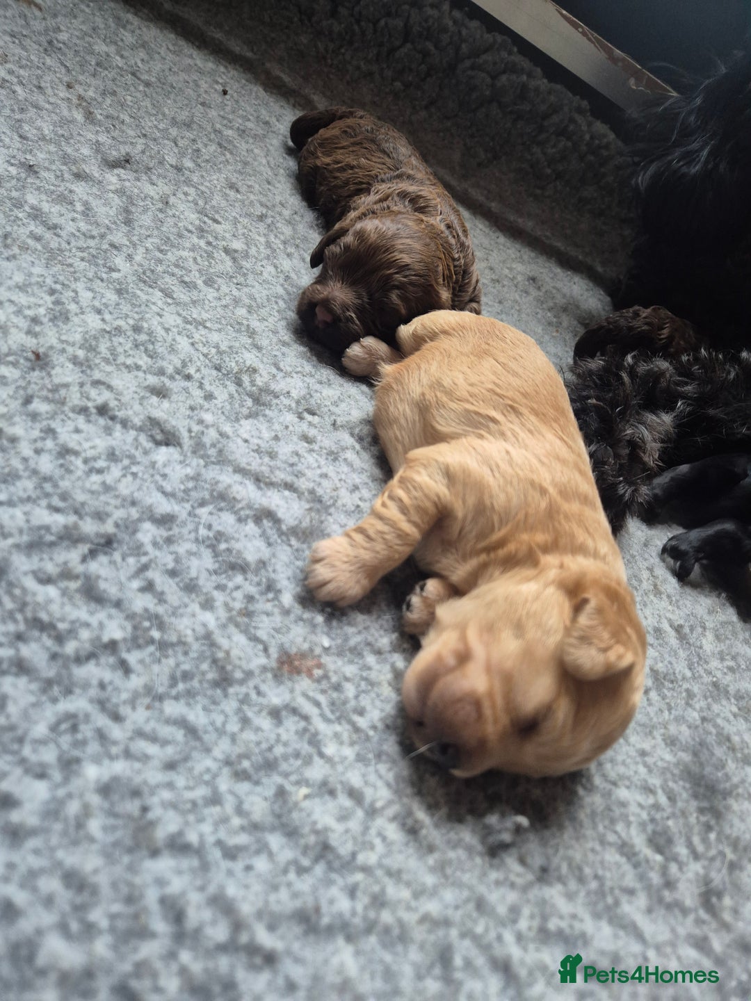 Labradoodle dogs for sale: Stunningly adorable f2b labradoodles! - Advert 24