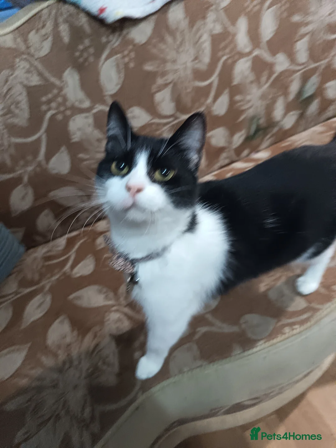 Mixed Breed cats for sale: Female Cat - Advert 4